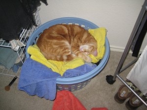 Mallos sleeping in the laundry basket.