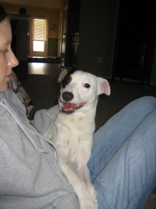 Atley's first day at our home - sitting in my lap.