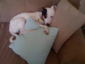 Atley loves pillows.