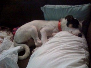 Atley sleeping on the couch.
