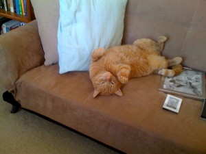 OC hamming in up on the futon.