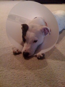 Atley's cone of shame (to keep from licking his neuter infection).
