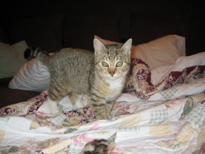 Sweet Pea at our house on her first day