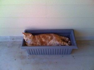Mallos in flower pot