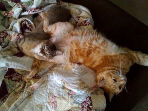 Ah, to be a cat even just for one day.  Imagine how rested you would feel.