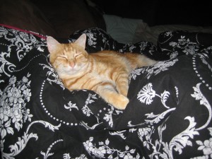 Mallos sleeping on the couch.