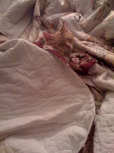 Mallos sleeps like a human!