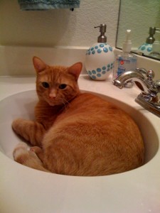 oc in sink - crazy cat!