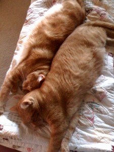 a little brotherly love...ah, to be a cat